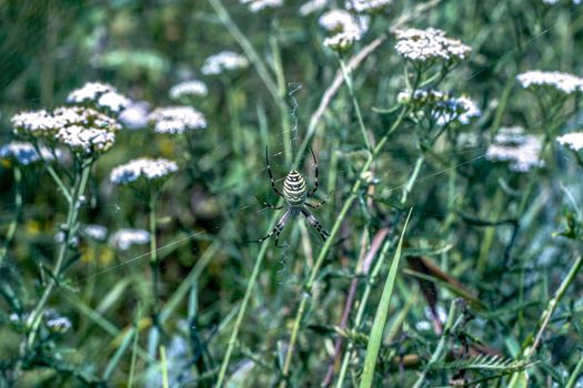 small white flowers of yarrow a medical herb in the field in western Europe