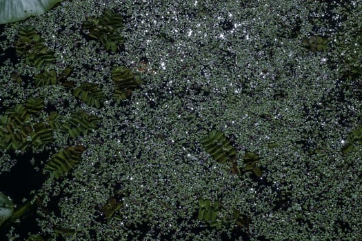 Background photo with duckweed growing in a lake. the photo was taken at night