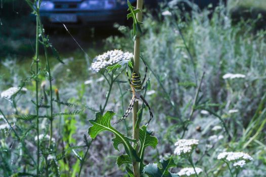 yarrow  medicinal plant with small white flowers growing in the field and a spider hunting on it