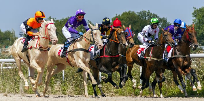 PYATIGORSK,RUSSIA- AUGUST 11,2013:Horse race for the traditional prize of the Derby on a 
akhal-teke horse at the Pyatigorsk hippodrome,Russia.
