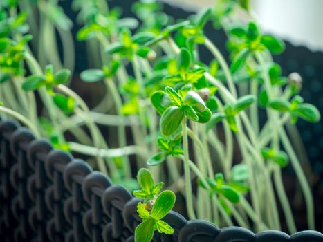 Marijuana plant growng in a big black pot. Cannabis is grown on the window, legally for medical purposes. against window. Marijuana small young plant growing at home. illegal drug concept