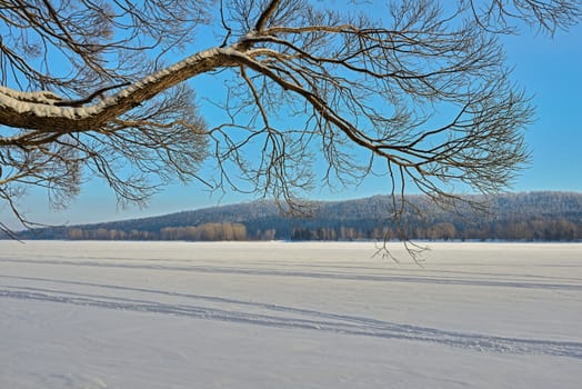 Willow tree branches hang over a frozen river against a blue sky.