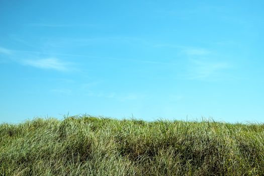 green grass with blue sky background