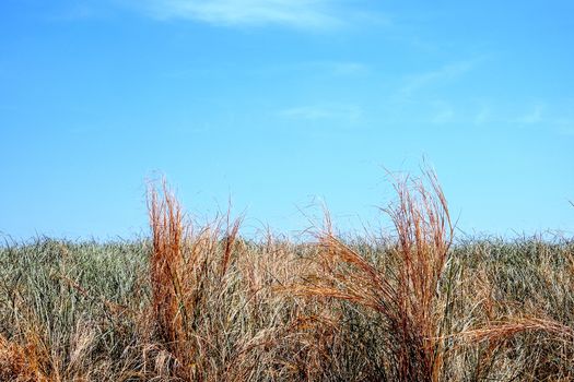 green grass with blue sky background