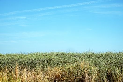 green grass with blue sky background