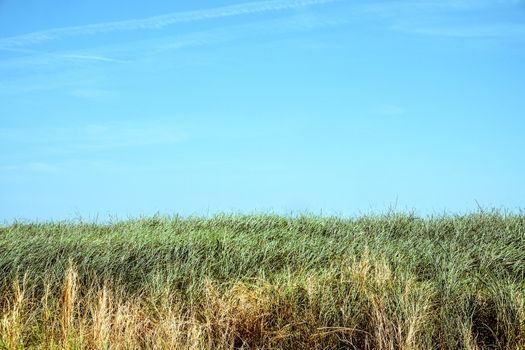 green grass with blue sky background