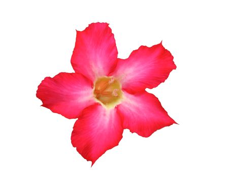 Desert rose, Mock azalea, Pinkbignonia, Impala lily flower isolated on white background, clipping path.