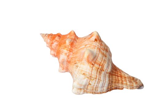 Big spiral sea shell isolated on white background, clipping path.