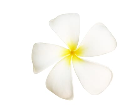 Tropical flowers of frangipani or white plumeria flowers isolated on white with clipping path.