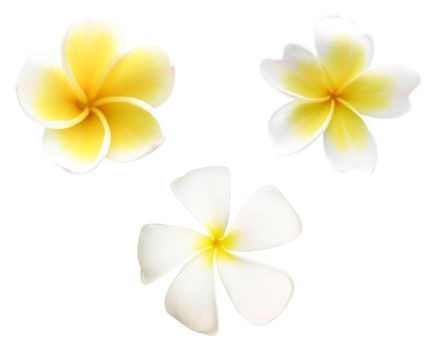 Set of frangipani or white plumeria flowers isolated on white with clipping path.