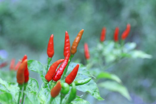 Red chilli in organic farm of Thailand.