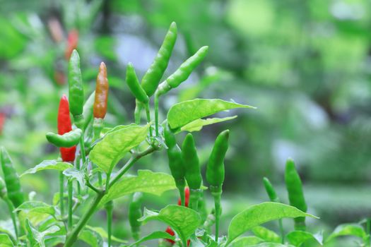 Red chilli in organic farm of Thailand.