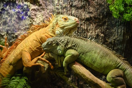 Two iguanas sitting on a branch.