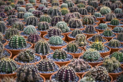 Group of cacti in brown pots.