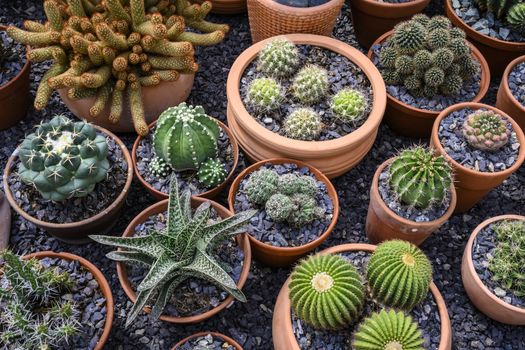 Group of cacti in brown pots.