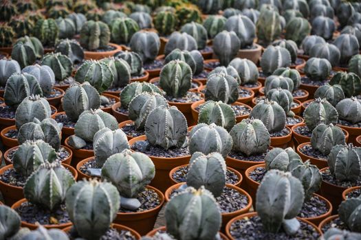 Group of cacti in brown pots.