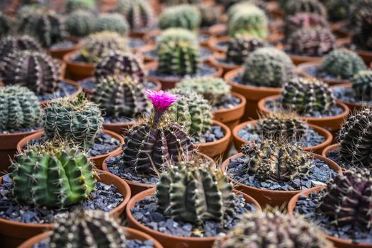 Group of cacti in brown pots.