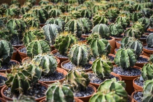Group of cacti in brown pots.