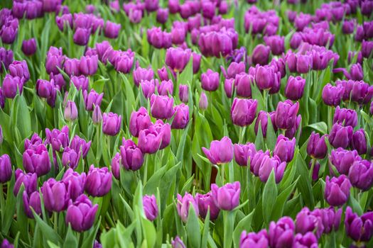 Large field of pink tulips.