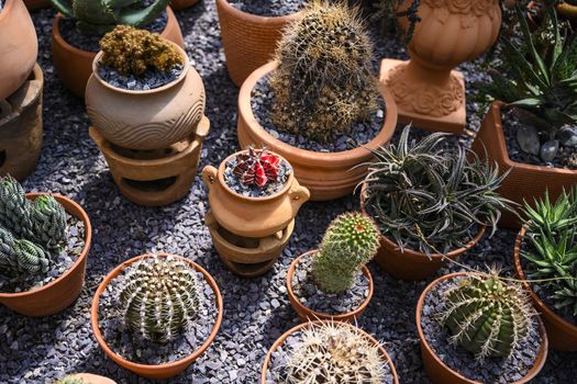 Group of cacti in brown pots.