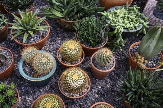 Group of cacti in brown pots.