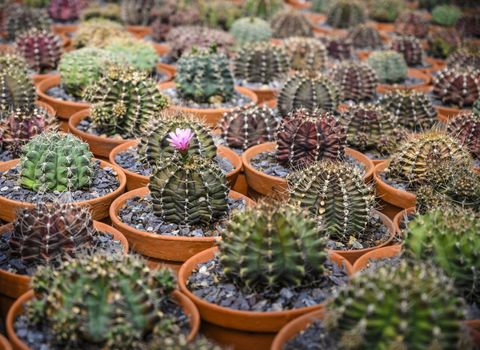 Group of cacti in brown pots.