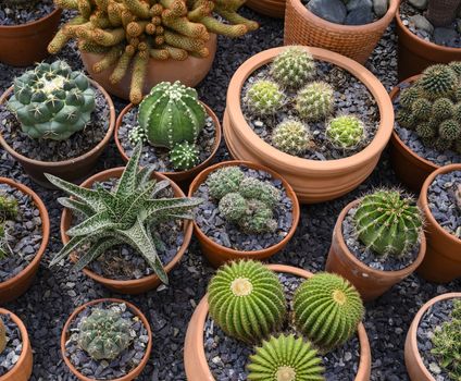 Group of cacti in brown pots.