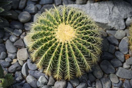 Green prickly cactus top view on a background of stones.