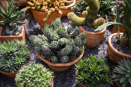 Group of cacti in brown pots.