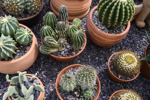 Group of cacti in brown pots.