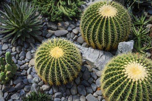 Green prickly cactus top view on a background of stones.