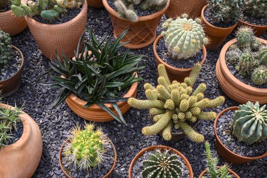 Group of cacti in brown pots.
