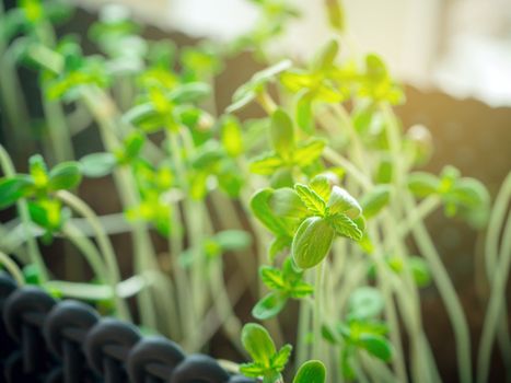 Marijuana plant growng in a big black pot. Cannabis is grown on the window, legally for medical purposes. against window. Marijuana small young plant growing at home. illegal drug concept