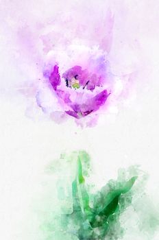 Flower lavender tulip in the country in the spring. Stylization in watercolor drawing.