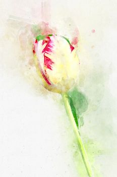 Flower Yellow tulips in spring in the country. Stylization in watercolor drawing.