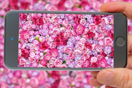 Bright pink background with large number of buds. Background of Red peonies. Peonies in smartphone screen.
