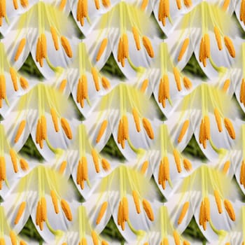 Seamless abstract springtime, summer natural background of blooming lilies