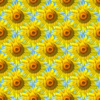 Seamless abstract springtime, summer natural background of blooming sunflowers.