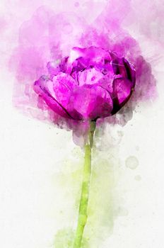 Flower magenta peony in the country in the spring. Stylization in watercolor drawing.