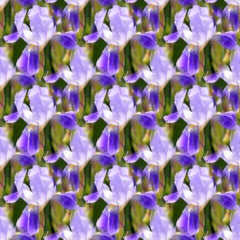 Seamless abstract springings, summer natural background of blooming irises