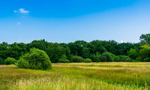 beautiful grass meadow with lots of trees, nature landscape in the melanen, Halsteren, Bergen op zoom, The Netherlands