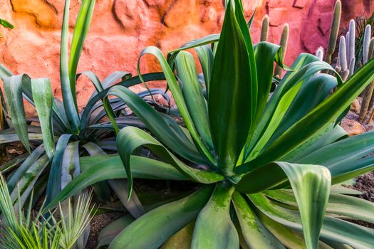 closeup of a big agave plant, popular tropical plant specie from America