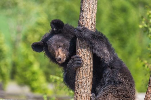 Black Bear resting in a tree