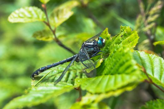 Dragonfly sitting on a leaf. Aeshna cyanea.