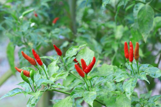 Red chilli in organic farm of Thailand.