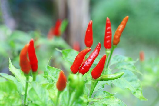 Red chilli in organic farm of Thailand.