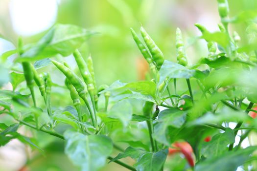 Green chilli in organic farm of Thailand.