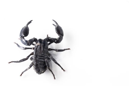 Young scorpion isolated on white background.