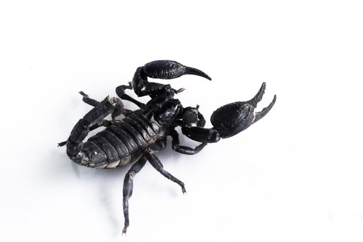 Young scorpion isolated on white background.