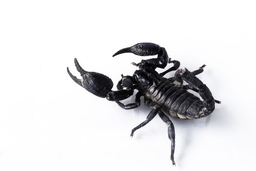 Young scorpion isolated on white background.